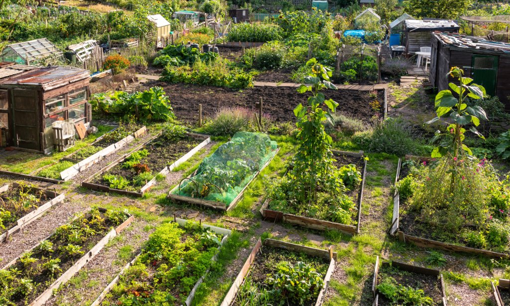 Top tips to celebrate national allotment week sustainably.